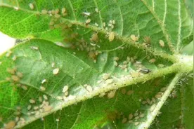 噻虫嗪杀蚜虫、白粉虱、蓟马，这样用一次持效长图片
