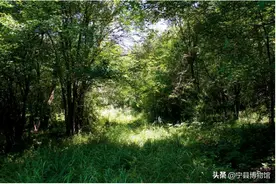 世界最早的高速公路 ——秦直道  宁县博物馆线上展览《宁州遗珍》篇——秦直道（宁县段）图片
