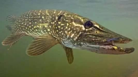 观赏鱼的寿命有多久,小型热带鱼的寿命（常见几种观赏鱼的寿命问题）