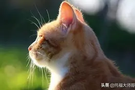 “我想不起来了！”用英文怎么说？图片
