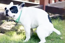 为什么汪星人在大号前要不停转圈圈