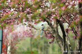 20幅春天摄影作品欣赏，满眼姹紫嫣红，美女楚楚动人图片