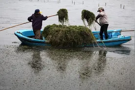 骆马湖的危机：4000吨鱼库清盘，非法采砂引发“不治之症”？图片