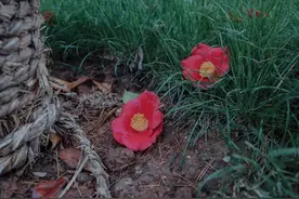 雨是一生过错，雨是悲欢离合，雨天最适合思念图片