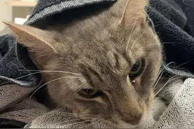万物皆有灵，英雄猫咪为了保护小主人，与毒蛇搏斗后死亡图片