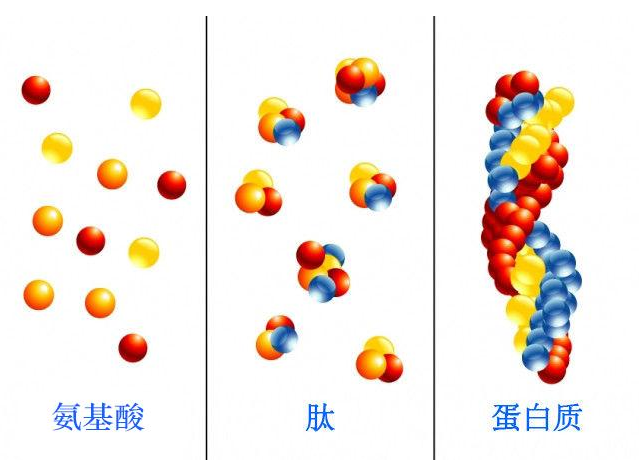 市面上眼花缭乱的多肽，原来全在你的中学课本里