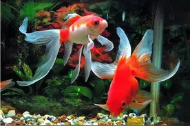 养眼又养心的金鱼大观图片