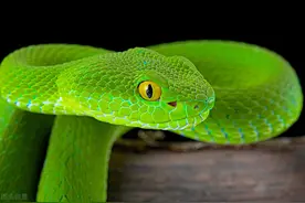 中国十大毒蛇——竹叶青图片