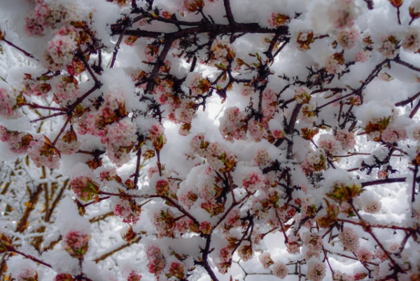 三月飞雪通常被称为"桃花雪"有啥含义？
