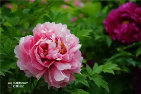 牡丹为何是百花之王？来西安牡丹苑里走一遭，才知美景太动人图片