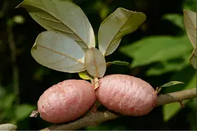 地球正在重启？消失100多年后，灭绝物种多次现身，这是好是坏？图片