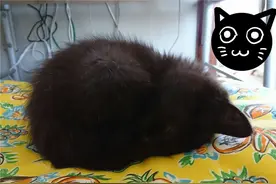 家里猫走丢，无奈之下，日本妹子用玄学找猫大法，竟然成功了图片