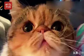 听说猫有九条命怕它复活 物业保安竟将猫杀死后“悬尸示众”……图片