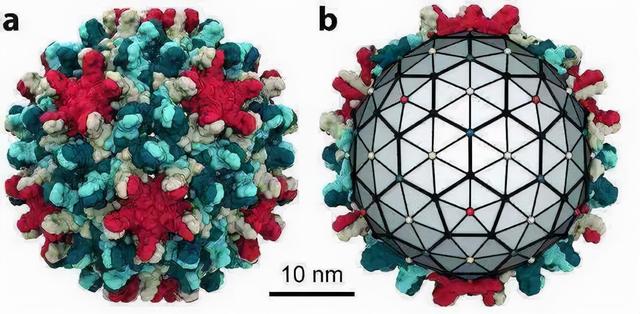乙肝研究领域，以往还有2个问题，缺乏模型以及感染受限
