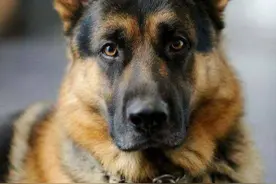 这7种狗，是公认的“无攻击性”，适合家养图片