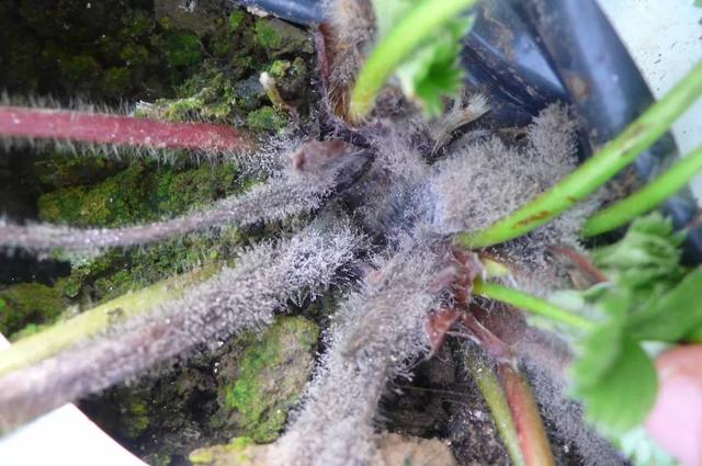 草莓进入中后期，全面管理不松懈！321春种节