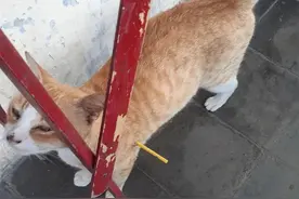 橘猫身上插了5天的塑料棍，好心人帮忙拔下后：谁整的棒棒糖？图片