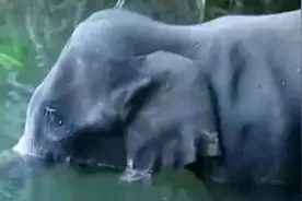 人类多邪恶！喂爆竹给怀孕母象，大象体内爆炸在河中站立数日身亡图片