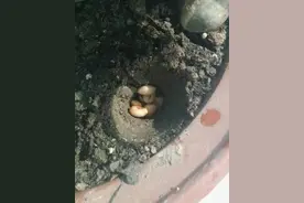 绿萝吊兰浇点“过冬水”，根壮叶子绿，冬天一盆不死图片