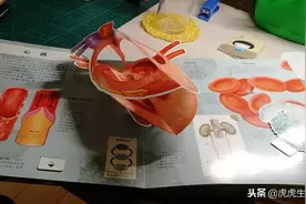 适合儿童阅读的"人体"，立体直观的人体百科图书！图片