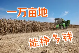 承包1万亩地，每亩地租600元，种小麦和玉米，一年后是亏是赚？图片