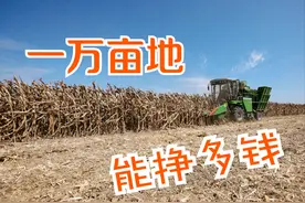 承包1万亩地，每亩地租600元，种小麦和玉米，一年后是亏是赚？图片