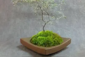 精美的苔藓景物欣赏，附带养护方法和注意事项。喜欢就动手吧图片