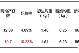 三元母猪产仔数少，全是遗传问题？这个锅遗传不背图片