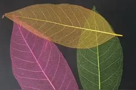 （视频）@太原人，秋天的落叶美极了！手把手教你叶脉书签的制作方法图片