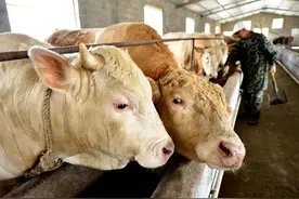 在山东买牛遇上中介，交了5000智商税，来看看他们的套路图片