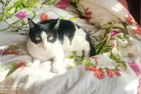 新手小白做自媒体，拍宠物视频，一定要看。图片