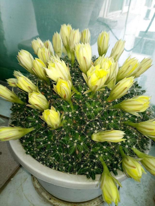 仙人球花季 仙人球养好了,照样开花,一朵接一朵,开花能力简直超强