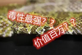 网传莽山烙铁头蛇毒性第一价值百万，实则毒性倒数批量繁殖图片