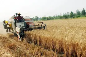 真实案例：村主任指挥村民收割哄抢已归他人所有的小麦，被判刑图片