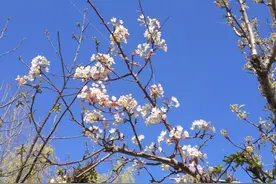 正所谓“春色满园关不住，一枝红杏出墙来”图片