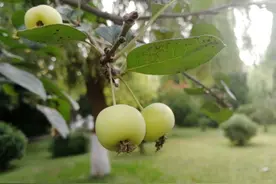 《海棠》不为海棠花不为海棠果就为了心底那一抹永远抹不去的情愫图片