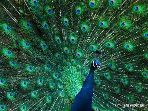 孔雀,被誉为"百鸟之王",古称孔爵,孔鸟.