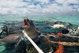 你见过比英国还大的垃圾岛吗，海洋它到底做错了什么？图片