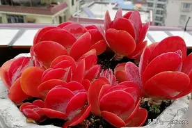 养多肉唐印，种在大盆里，长得快茎秆壮，叶子像把红扇子图片