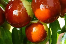 临县红枣丰产树整形修剪关键技术图片