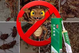 良心推荐-【国产】杀蟑螂神器图片