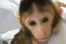 全球新冠疫情，中国养大的猴子，居然成了各国实验室的争抢对象图片