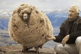 为逃避剪羊毛躲洞里，6年变成一个毛球，为什么羊毛会无限生长？图片