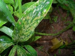 高温高湿病害多侵染半夏常见病害症状及防治方案看这里