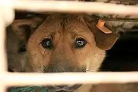 农村土狗，为什么有人愿意花高价收购，收回去干什么用？图片