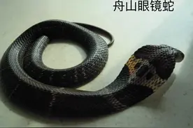 整理我国常见毒蛇，山野户外活动必备！图片