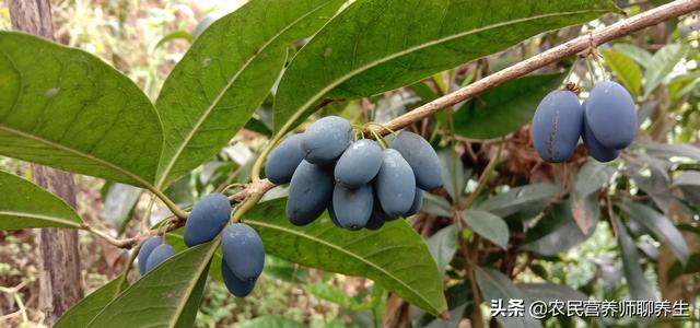 桂花树结果真是少见，桂花果泡酒有妙用，值得一看