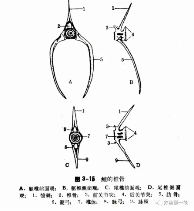 鱼鳞由什么组成