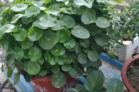 铜钱草真皮实，怎么养都不死，叶子都剪掉，不到30天又长爆了图片