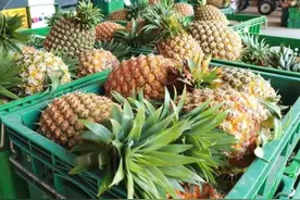 菠萝和凤梨，别再傻傻分不清了，教你一眼辨别菠萝和凤梨图片